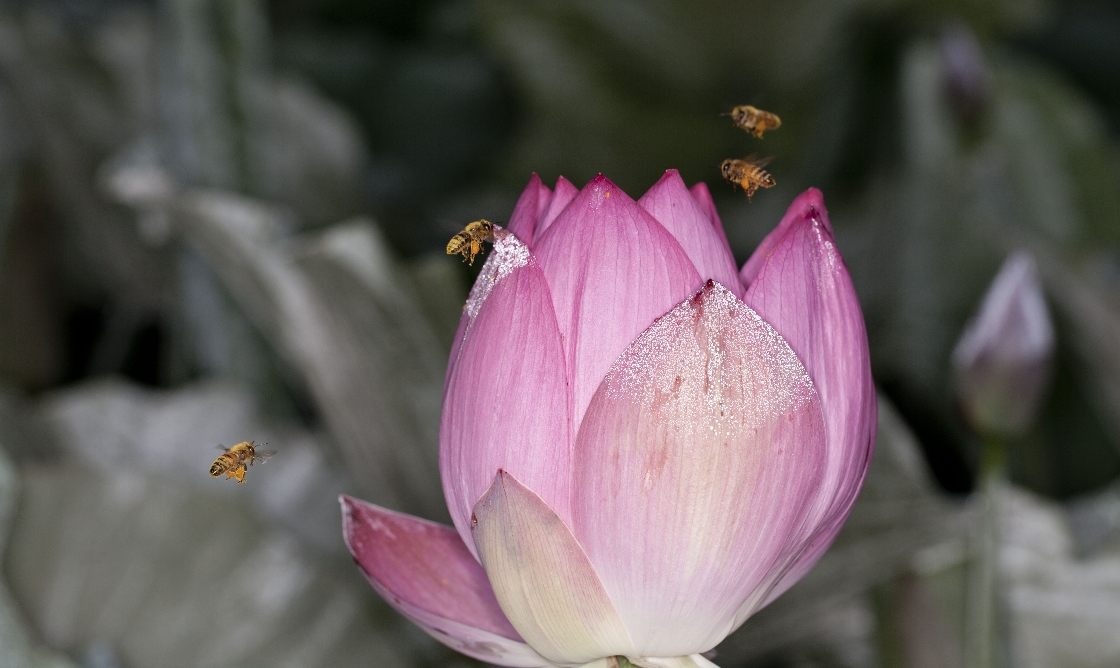 [위기의 생물종]꿀벌 썸네일
