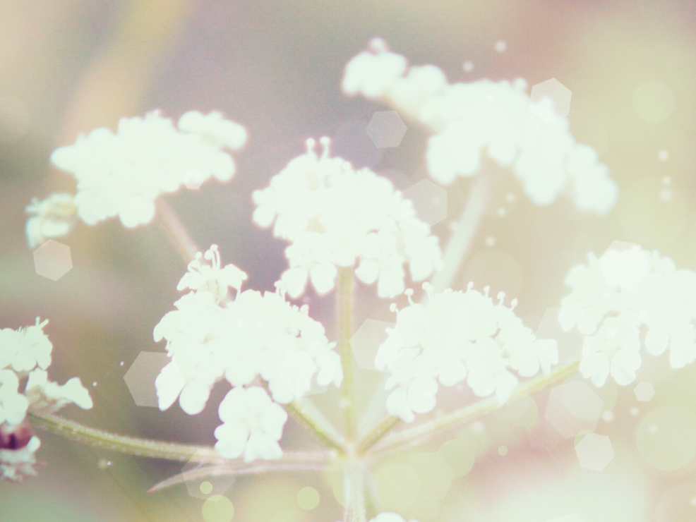 PC배경화면_흰 풀꽃-183 썸네일