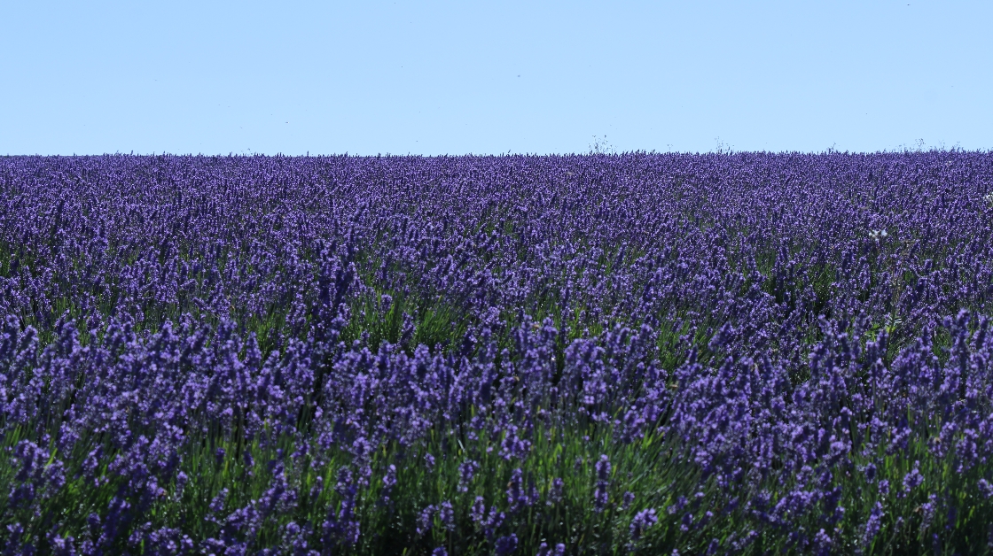 Lavender Farm(라벤더 농장) 썸네일