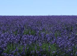 Lavender Farm(라벤더 농장) 