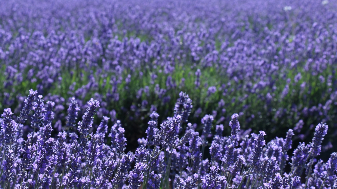 Lavender Farm2(라벤더 농장2) 썸네일