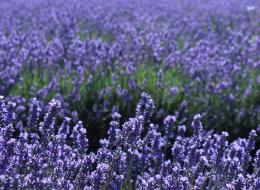 Lavender Farm2(라벤더 농장2) 