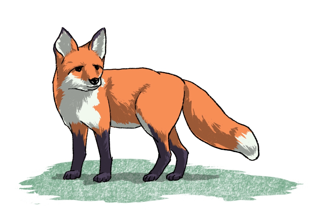 fox 썸네일
