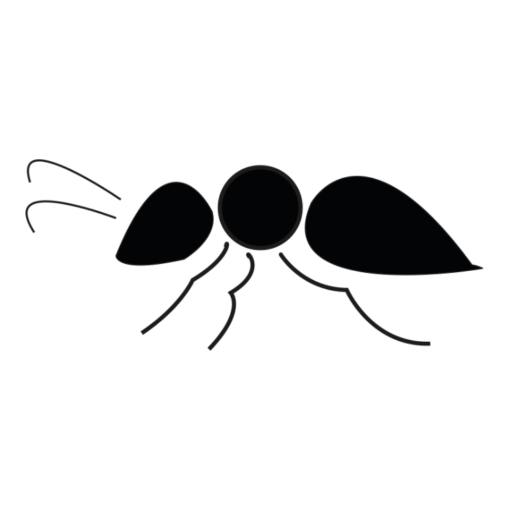 인포그래픽-개미 