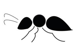 인포그래픽-개미 