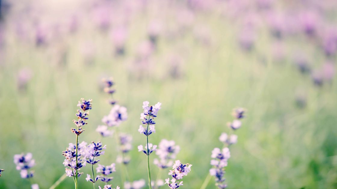 대전 한밭수목원 라벤더 꽃사진02 썸네일