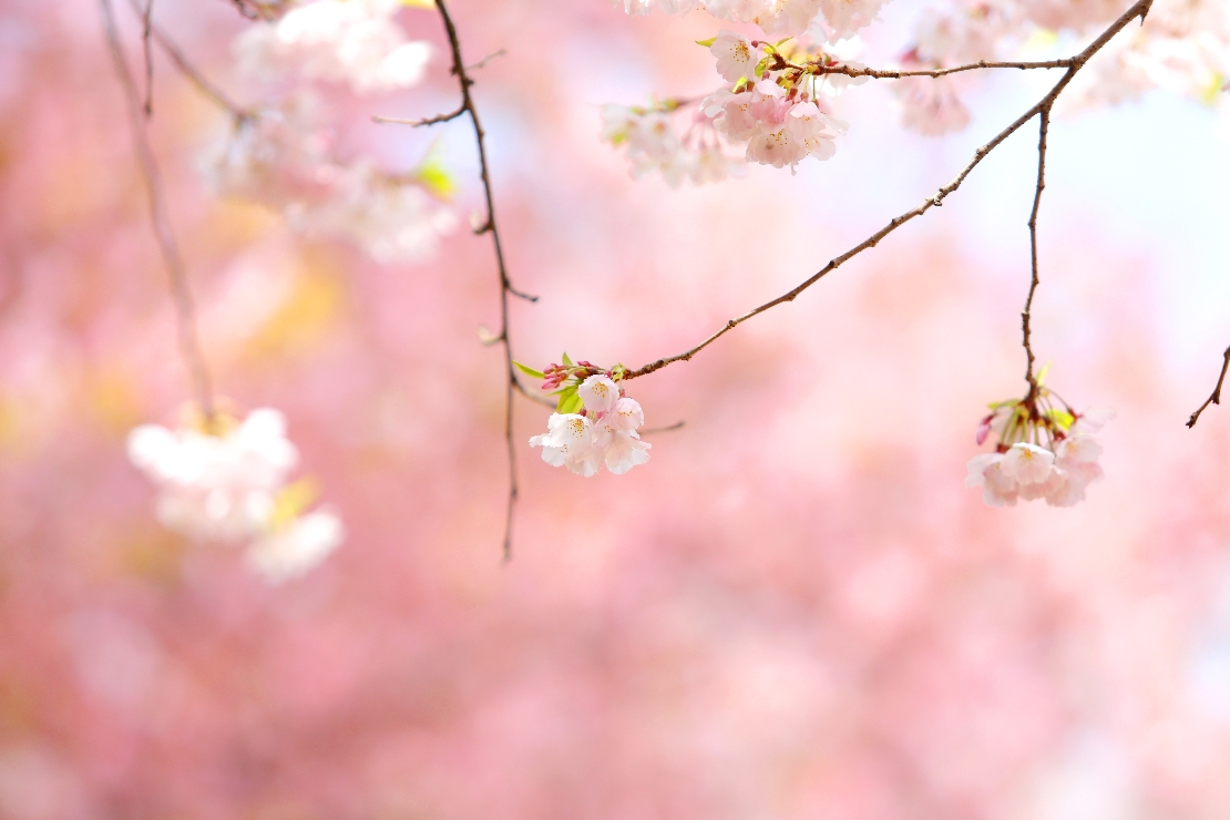 대전 유성 벚꽃 썸네일