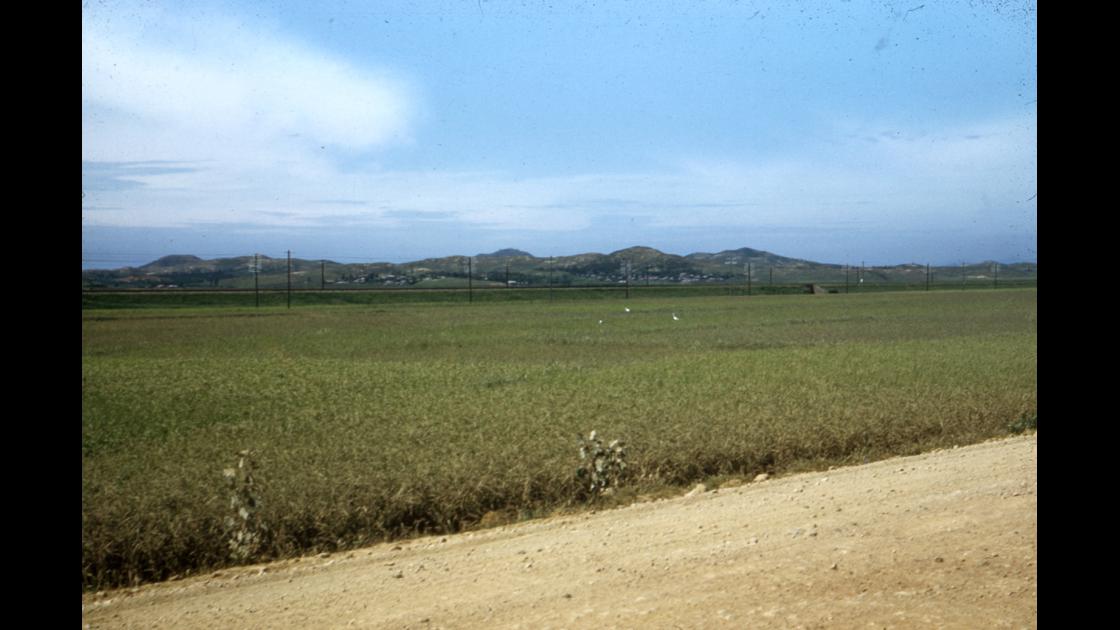 1951년 대구 K-2비행장 외곽 논의 여름 모습 썸네일