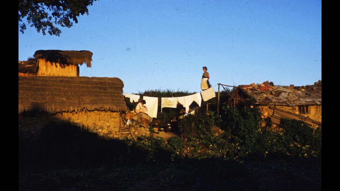 1952년경 대구 둔산로 주변 마을 어느 가옥의 여름 썸네일
