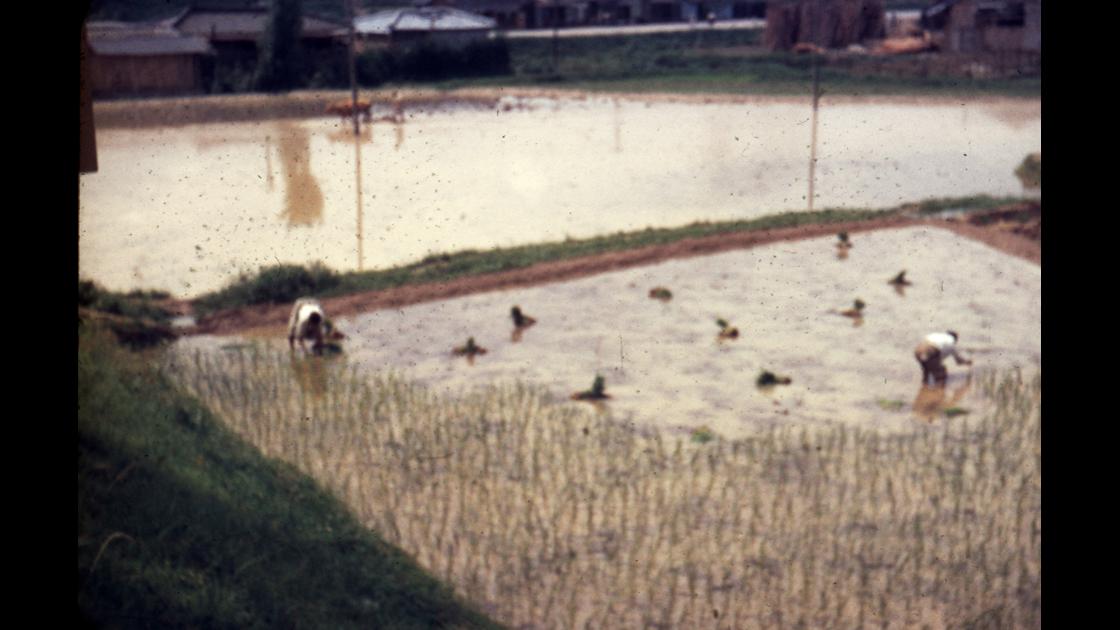 1957년 대구 달서구 두류공원 아래 논의 모십기 준비를 위해 소의 쟁기로 논을 갈고 있는 옆 논에서 모를 심고있는 모습 썸네일
