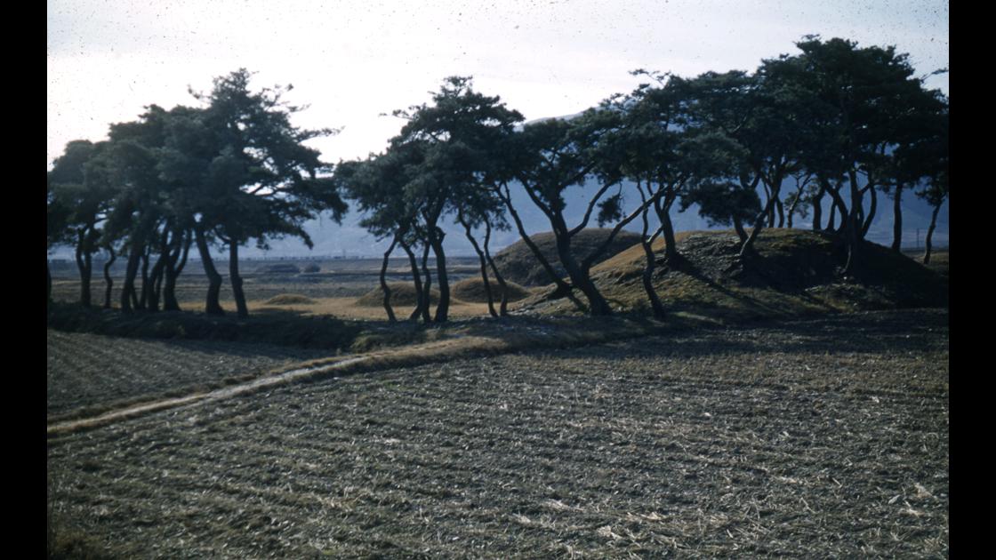 1953년 늦가을 경주 신라고분과 그 위에 자란 소나무 썸네일