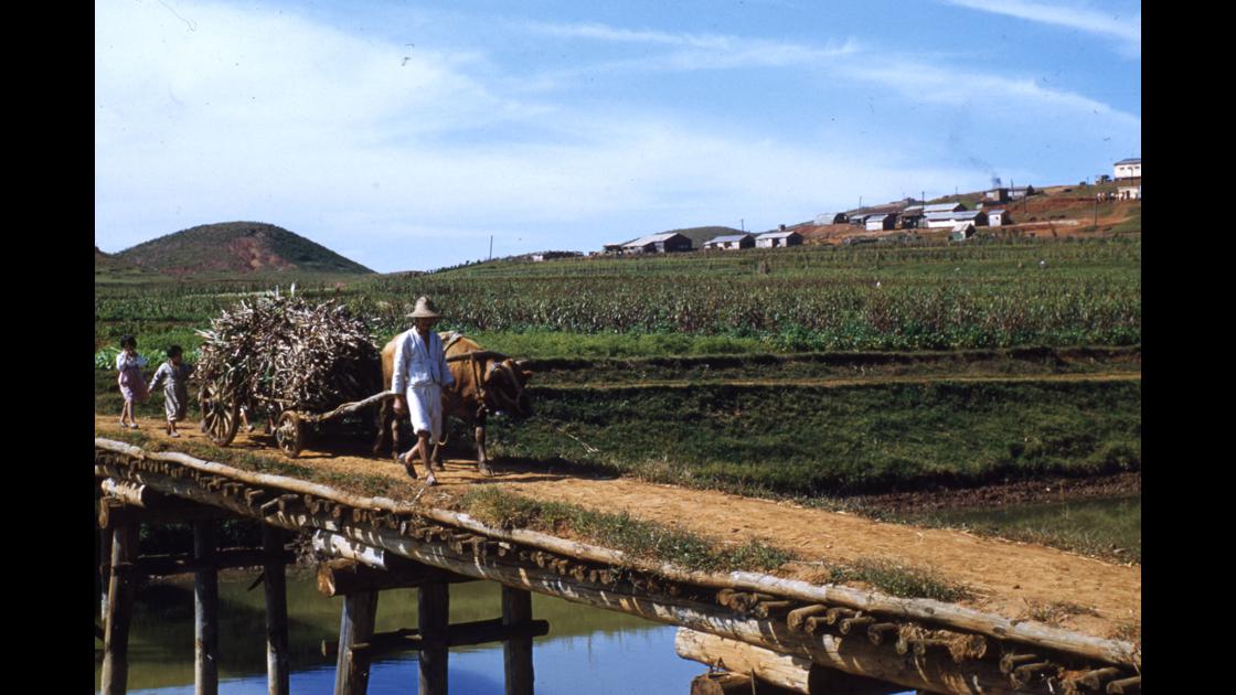 1952년 10월 김포의 들녁에서 수확한 수숫대를 소마차에 가득 싣고 나무다리를 건너고 있는 모습 썸네일