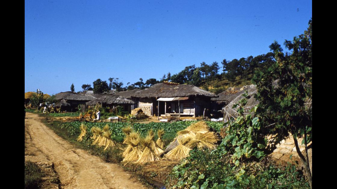 1952년 10월 김포지역 농가에 탈곡한 마친 볏짚단을 곳곳에 세워놓은 모습 썸네일