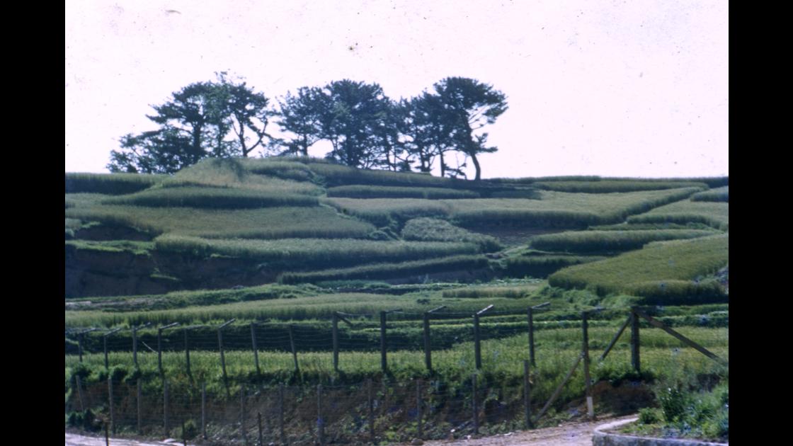 1952년 부산 남구 감만동 뒷편 언덕의 보리밭 썸네일