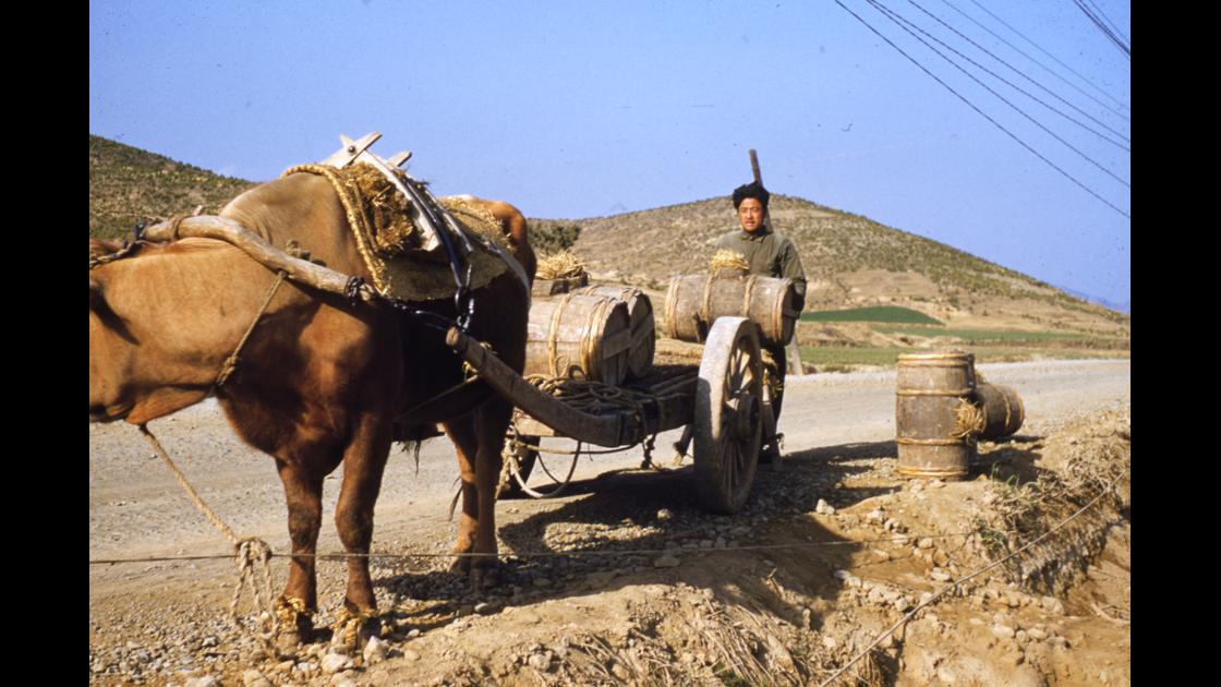 1952년 부산 남구 대연동의 농부 부자가 보리밭에 인분 거름을 주기 위해 장군통을 우마차에 싣고 와 내리는 모습 썸네일