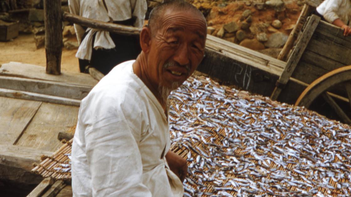 1952년 부산 수영구 남천동 해안마을 어촌에서 멸치를 자연 건조하는 모습과 주민 썸네일