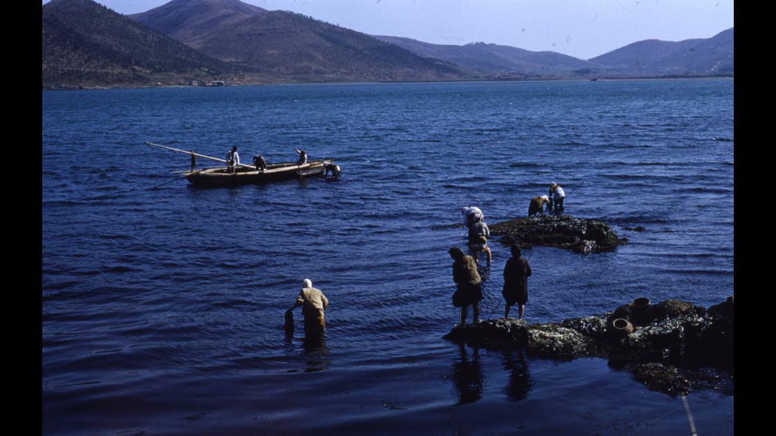 1952년 부산 수영구 남천동 해안마을 주민들이 해안 바위에서 미역을 채취하는 모습_2 썸네일