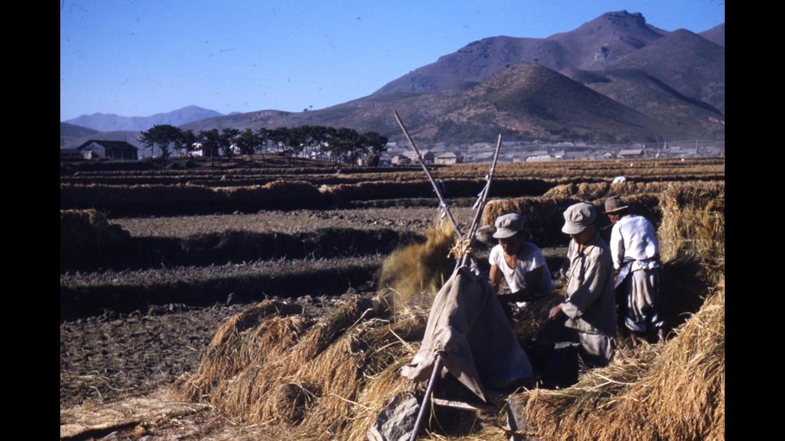 1953년 부산 대연동 농민의 추수와 벼 탈곡 썸네일