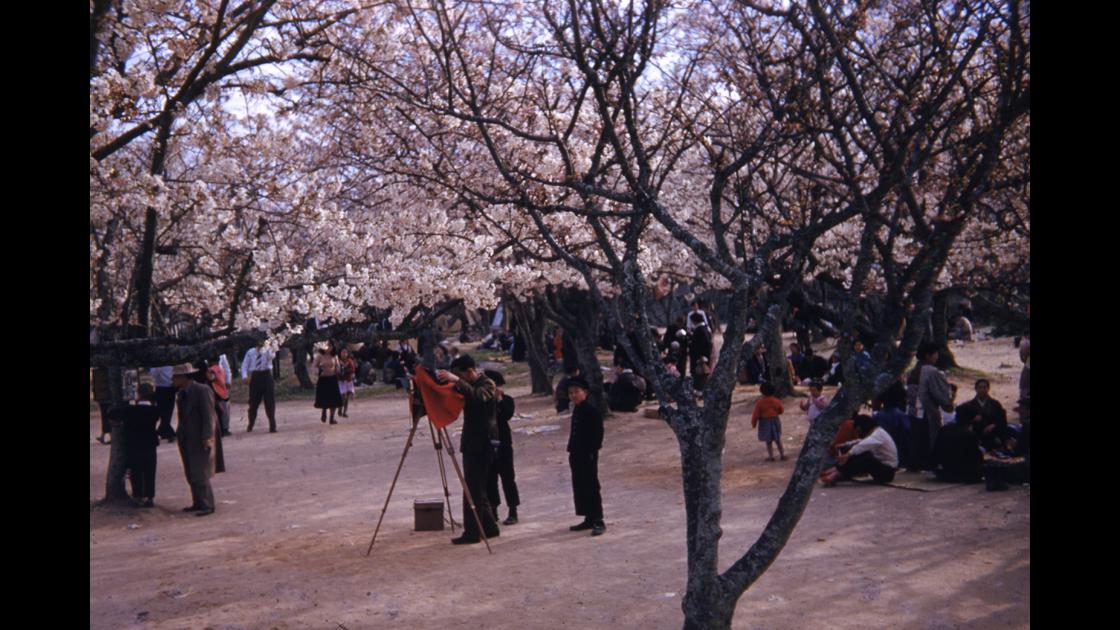 1952년 4월 진해 벚꽃_1 썸네일