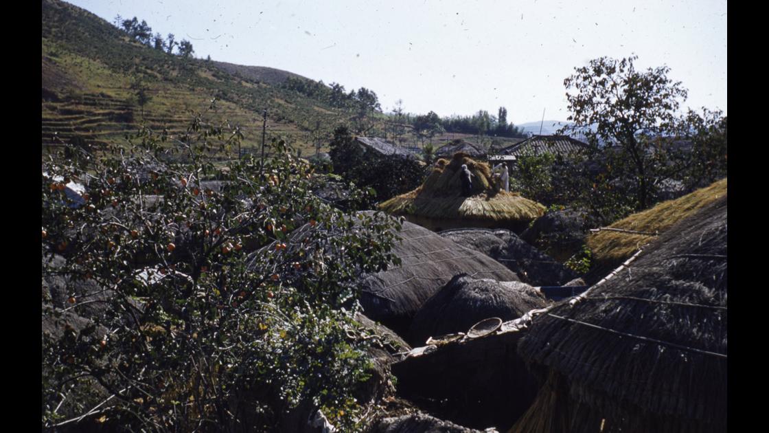 1952년 마산 합포구 산자락 부락의 초가지붕을 잇고있는 모습 썸네일