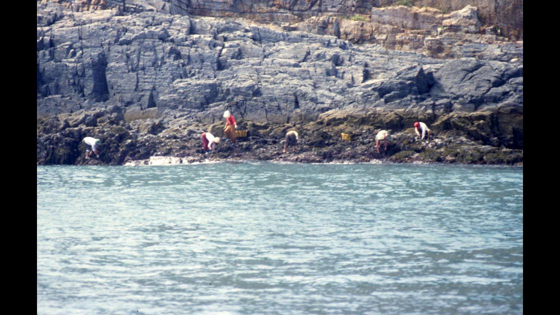 1978년 통영지역 섬 해안 갯바위 해조류 채취 모습  썸네일