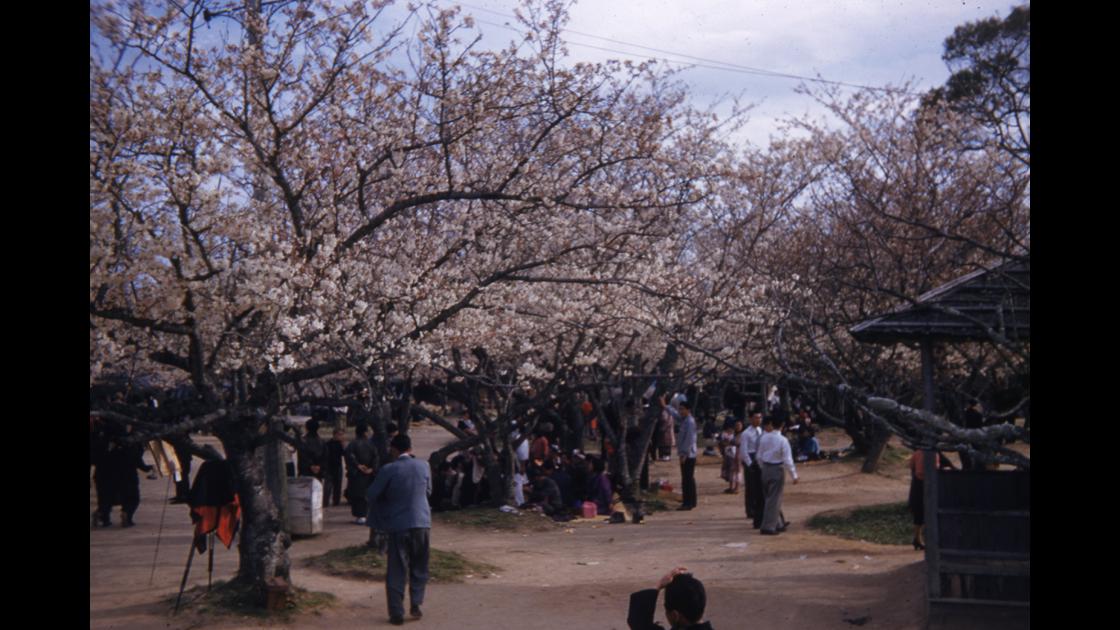 1952년 4월 진해 벚꽃_2 썸네일