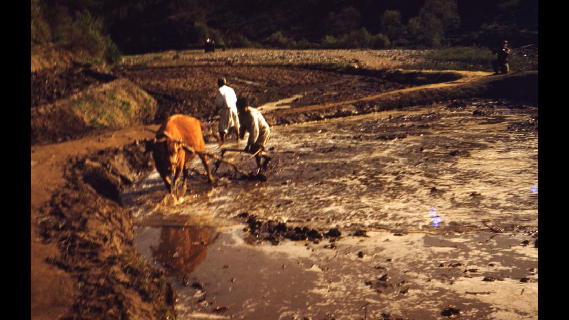 1953년 봄 서울 북한강 주변 논에서 소를 이용한 쟁기로 논을 갈고있는 모습 썸네일