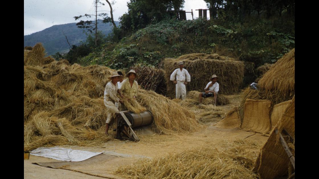 1953년 서울 외곽지역의 농가에서 탈곡기를 이용하여 벼를 탈곡하는 모습 썸네일