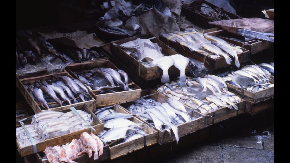 1978년 서울 한남동 재래시장 내 생선가게 생선들 썸네일