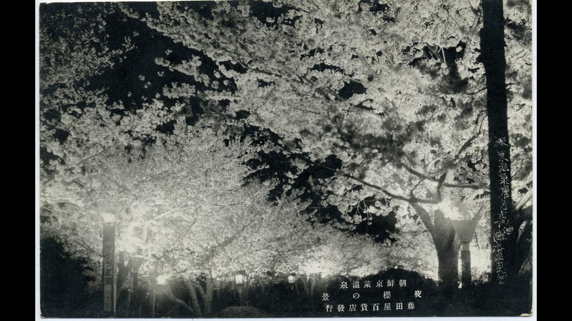 1920년대 부산 동래구 온천장 야간벚꽃 풍경 썸네일