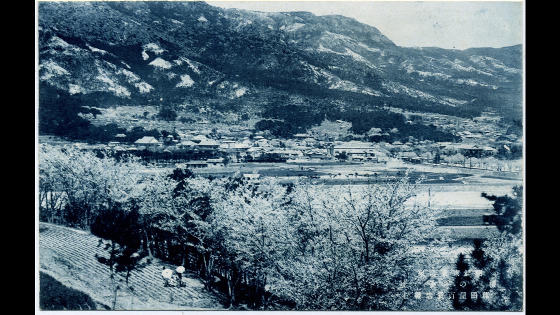 1920년대 초 부산 동래구 온천동 벚꽃이 핀 동래온천장 전경 썸네일
