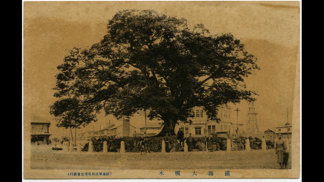 1920년대 경남 진해 개오동나무 노거수 썸네일