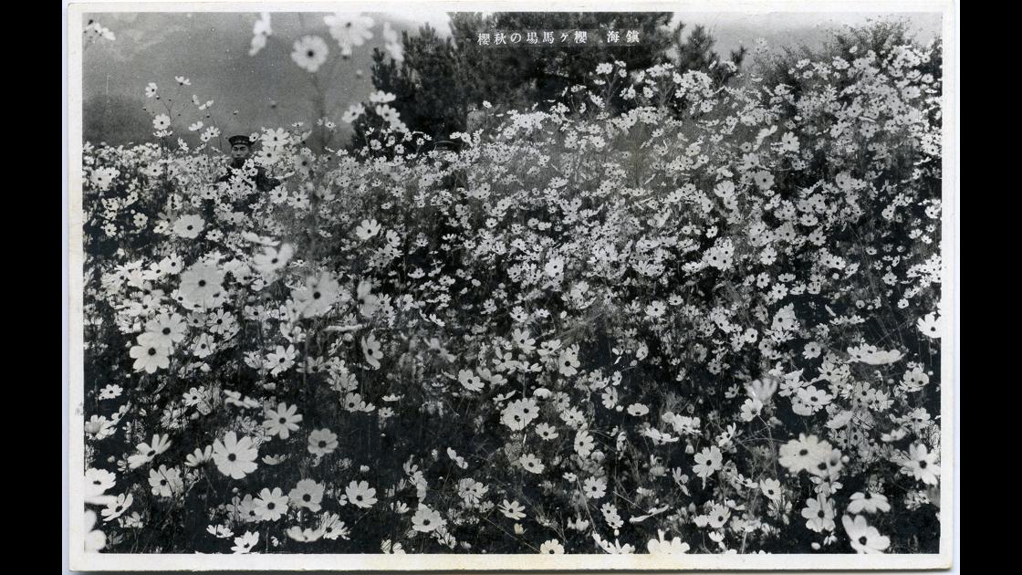 1930년대 경남 진해 벚꽃경마장의 코스모스 썸네일