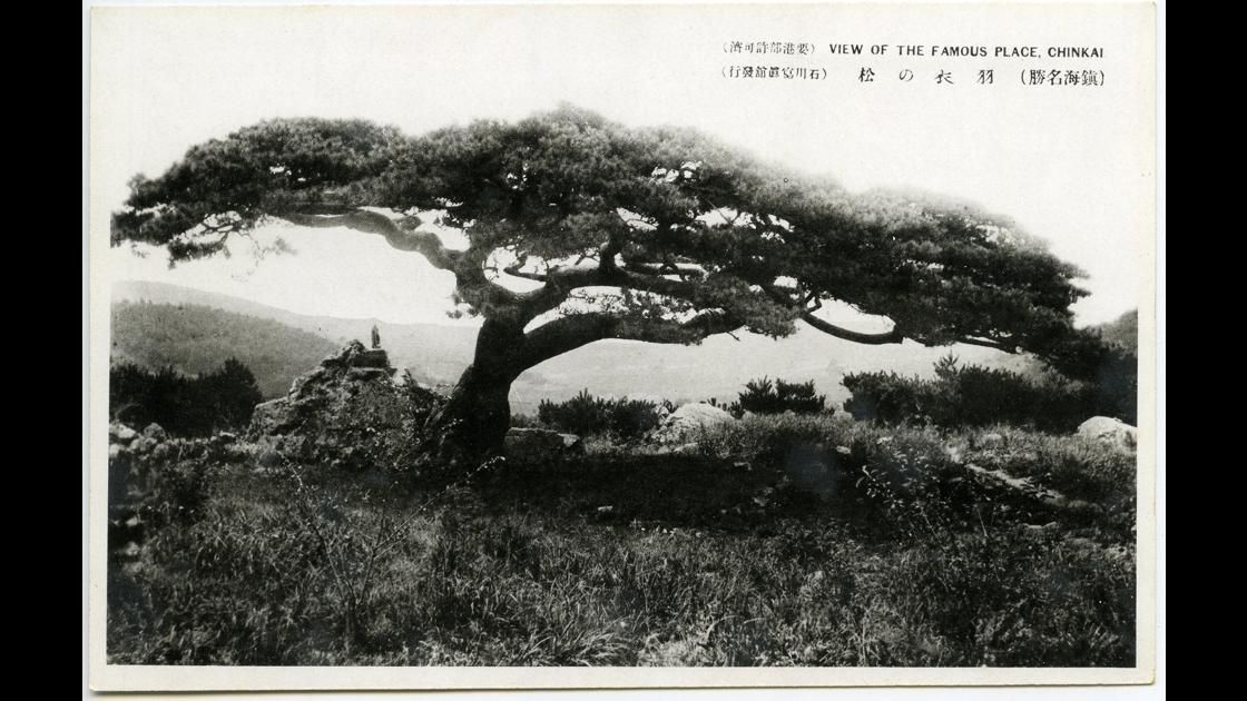 1930년대 경남 진해의 명물 부채살 가지를 지닌 소나무 썸네일
