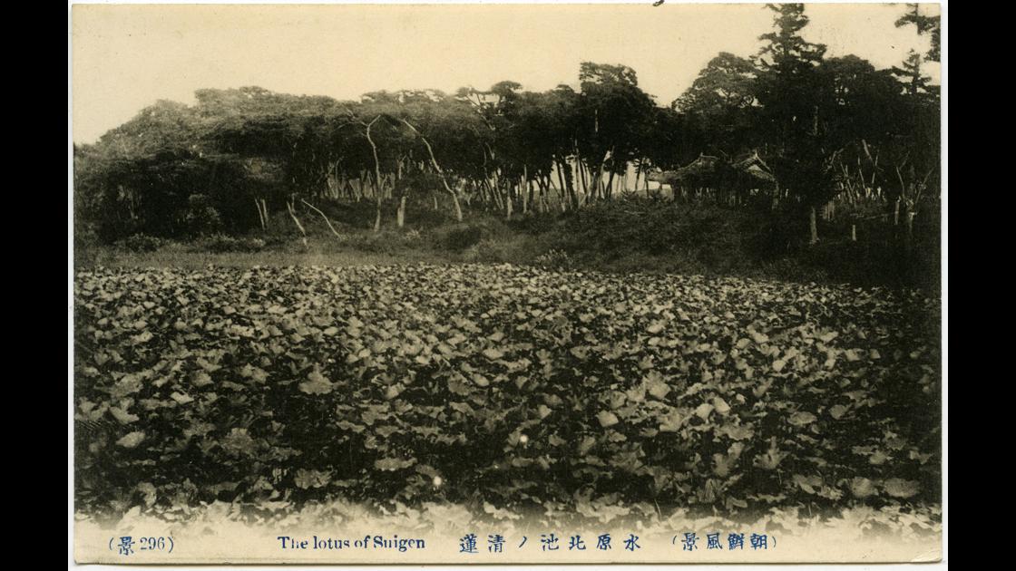 1900년대 초 경기도 수원 북쪽 연지의 연꽃 썸네일