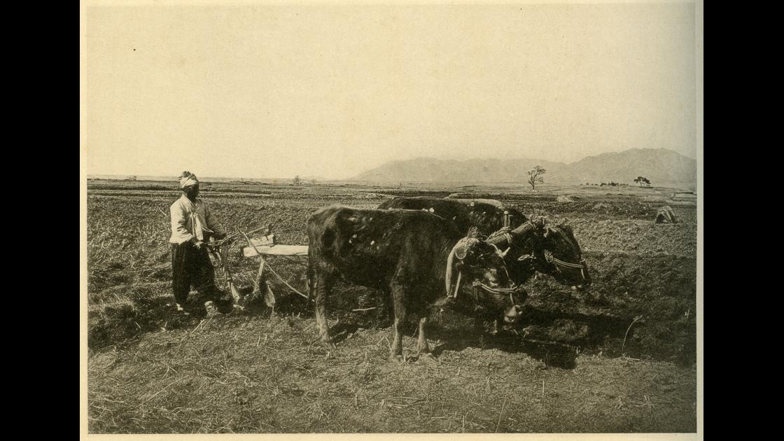 1912년 조선의 소를 이용한 밭갈이_쟁기질 썸네일