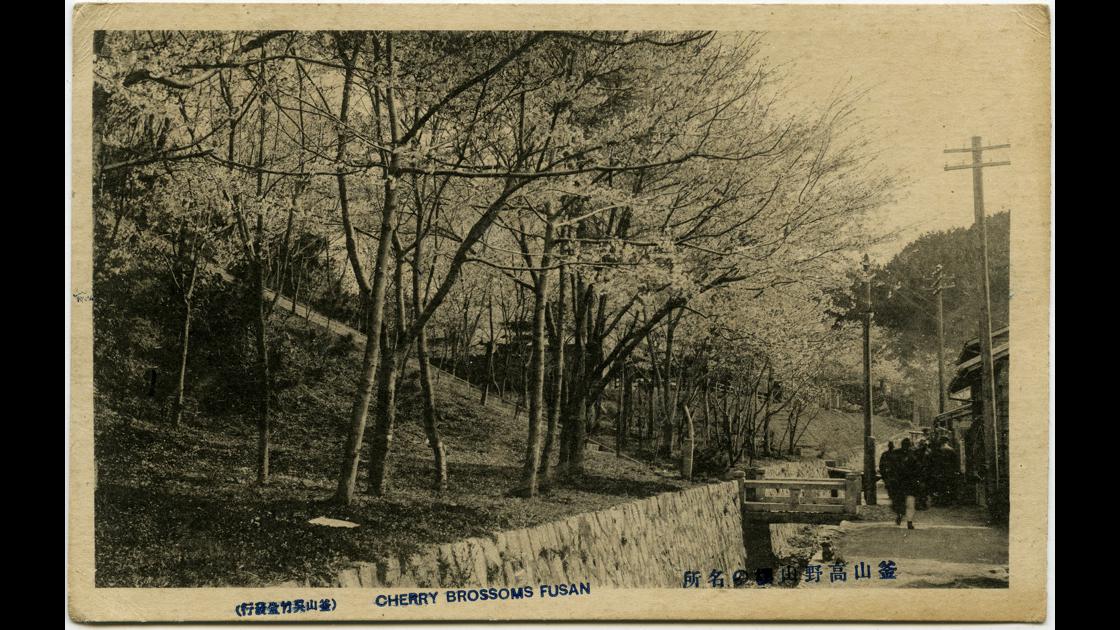 1920년대 부산 중구 고야산_보수산의 벚꽃 명소 썸네일