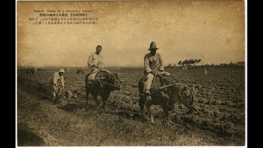 1920년대 소 두마리를 이용하여 밭을 가는 모습_조선풍속 썸네일
