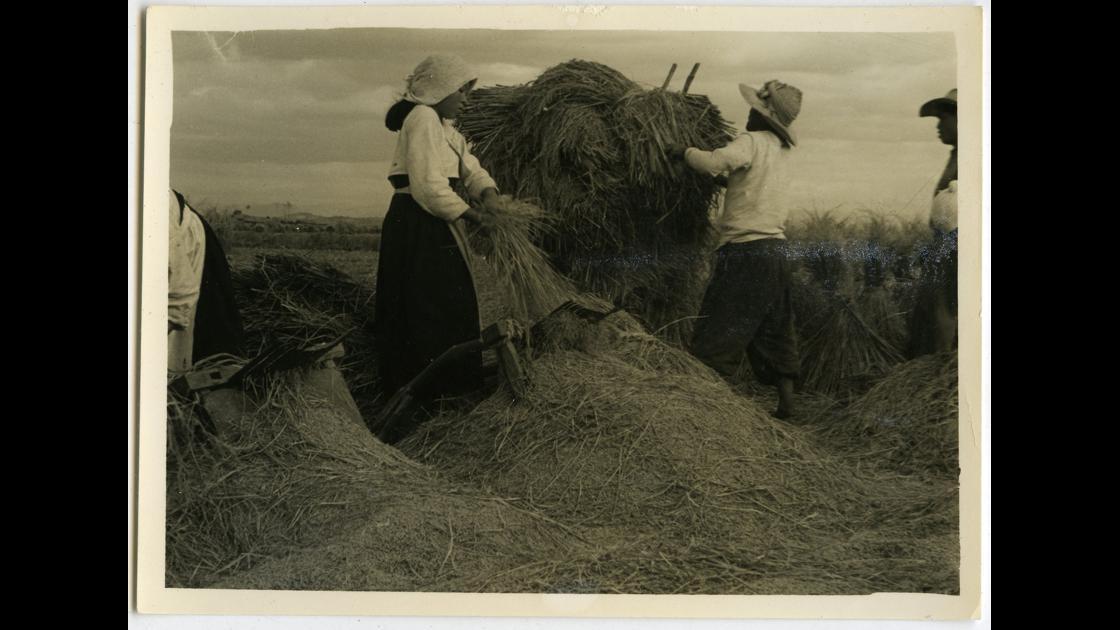 1953년 충북 군산의 농가에서 홀테를 사용하여 벼를 탈곡하는 모습_1 썸네일