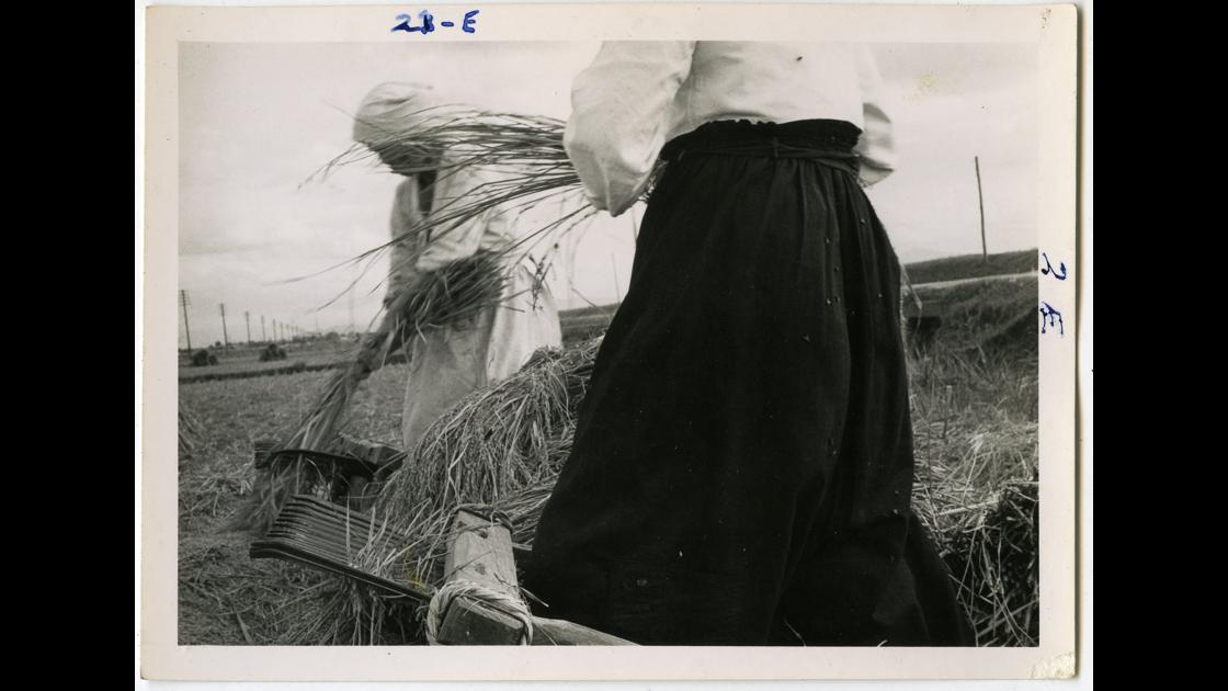 1953년 충북 군산의 농가에서 홀테를 사용하여 벼를 탈곡하는 모습_2 썸네일