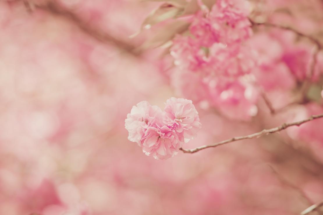 전주 완산공원 꽃동산 겹벚꽃 썸네일