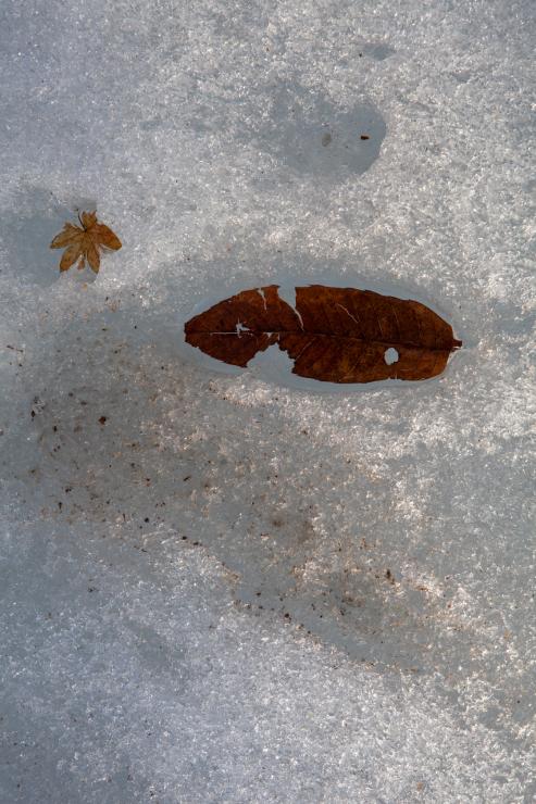 얼음 속 낙엽 썸네일