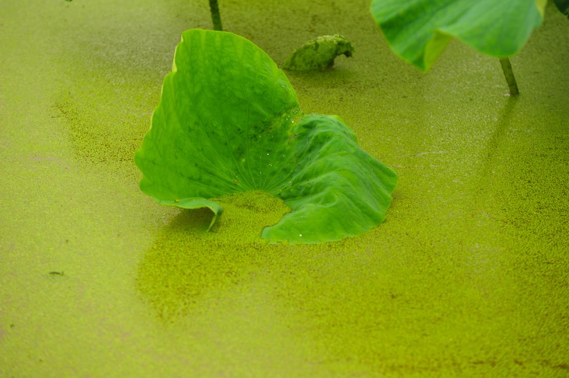 연잎과 개구리밥 썸네일