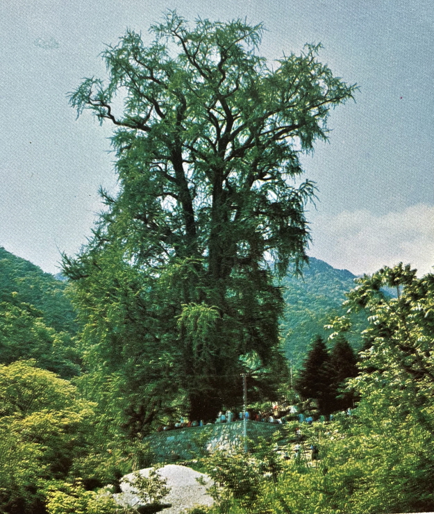 1971년_용문산 은행나무 천연기념물 썸네일