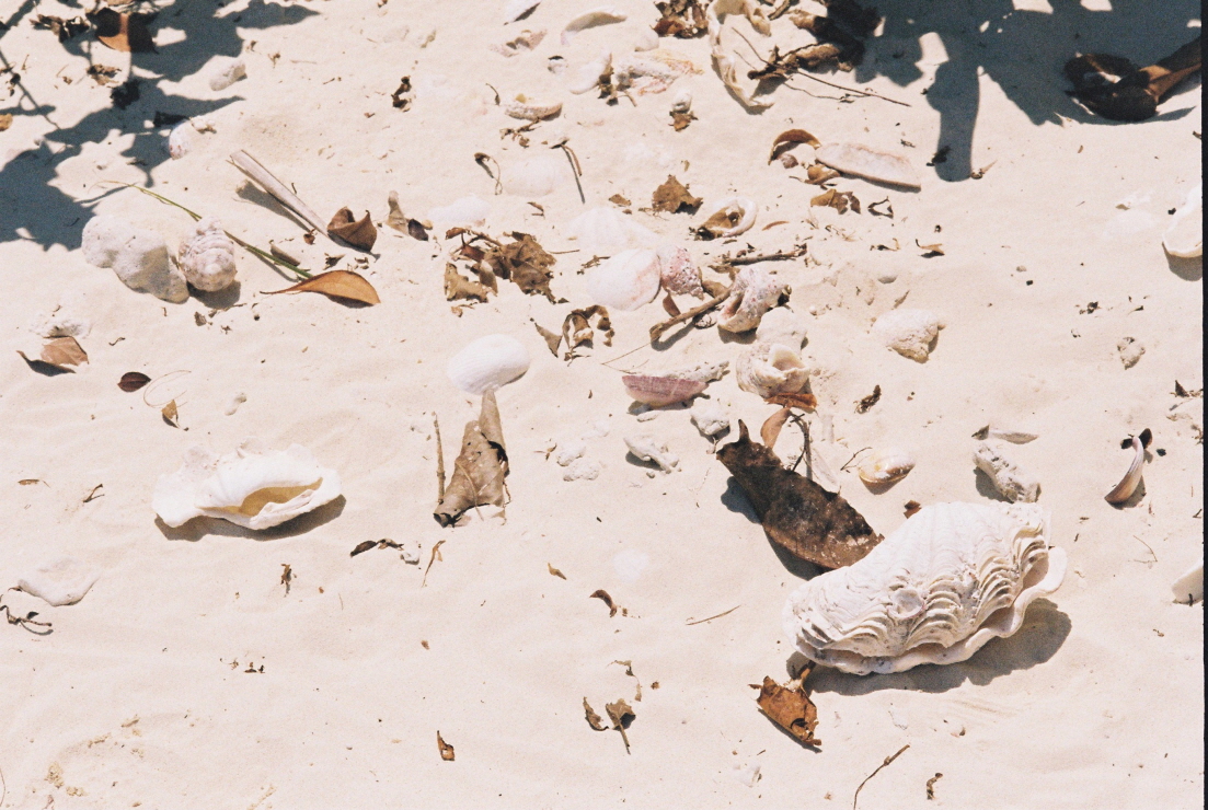 모래사장 조개껍질 썸네일
