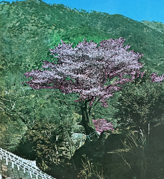 1971년_올벚나무 화엄사 썸네일
