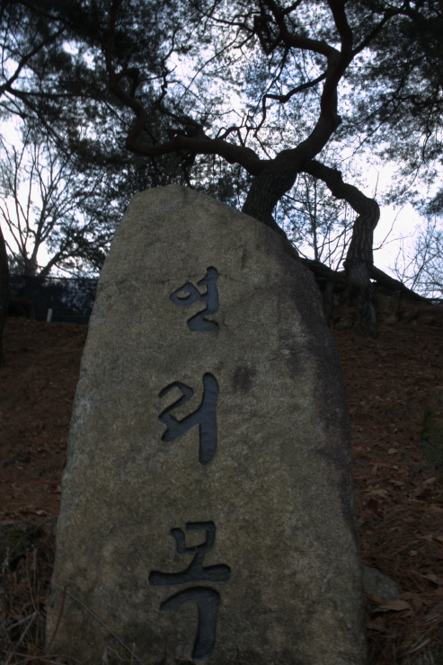 홍천 연리목_004 썸네일