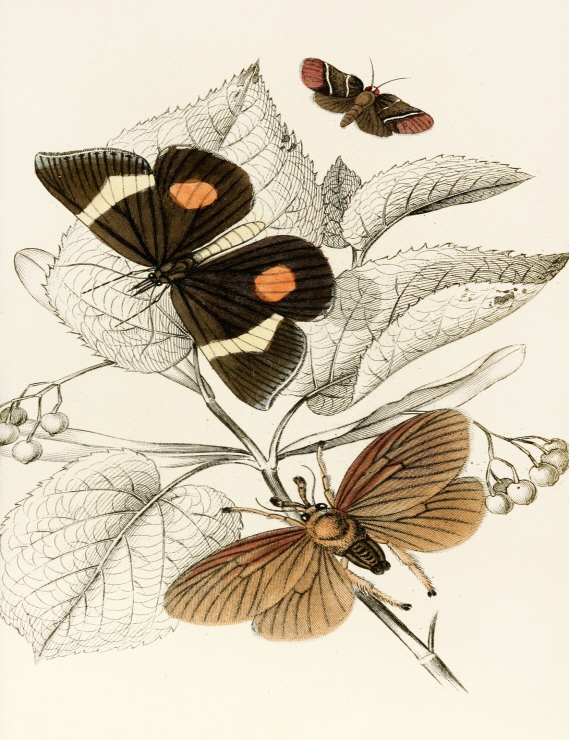 Epidesmia tricolor, Scopelodes unicolor, Tortrix Crameriana 썸네일