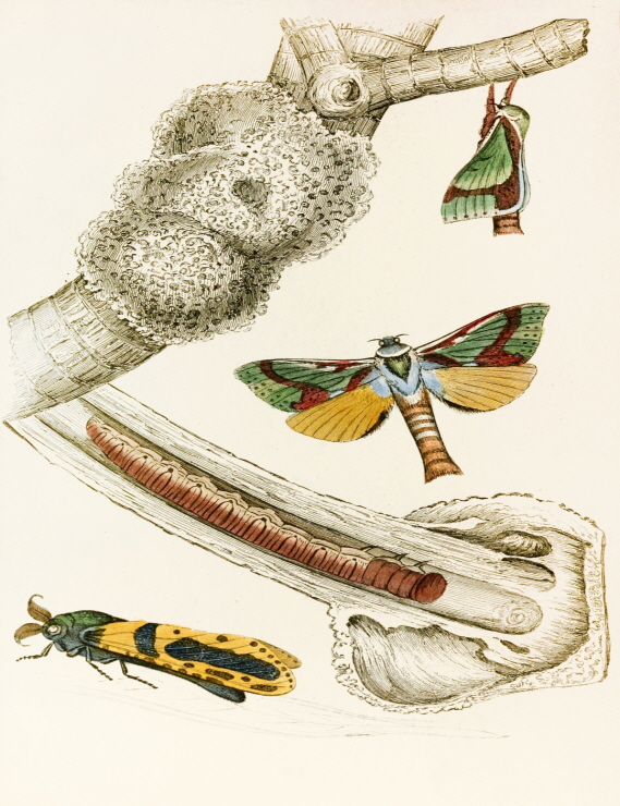 Hepialus lignivorus, Zeuzera minea 썸네일