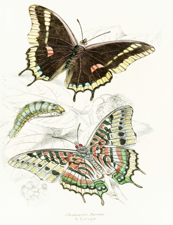 Charaxes Jasius 썸네일